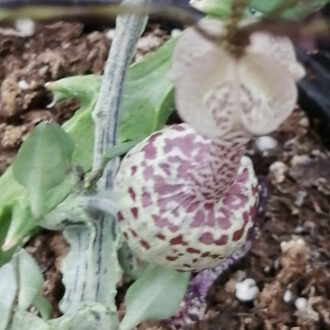 Ceropegia simonae