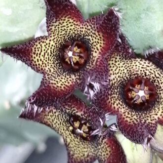Caralluma joannis