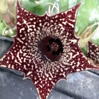 Huernia loeseneriana