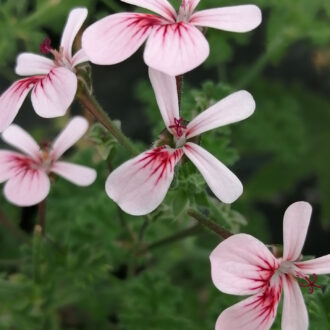 Pelargonium Shannon
