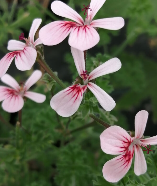 Pelargonium Shannon