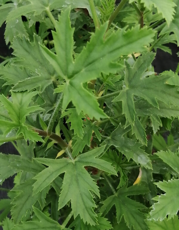 Pelargonium scabrum