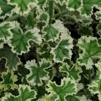 Pelargonium crispum variegato