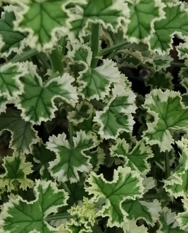 Pelargonium crispum variegato