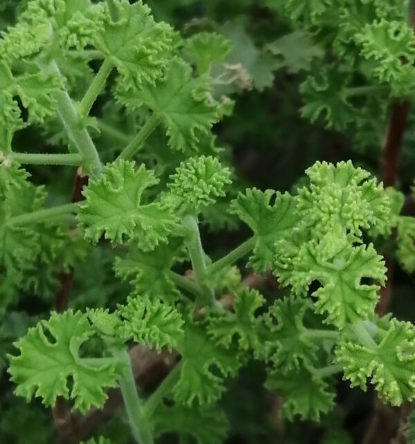 Pelargonium crispum minor