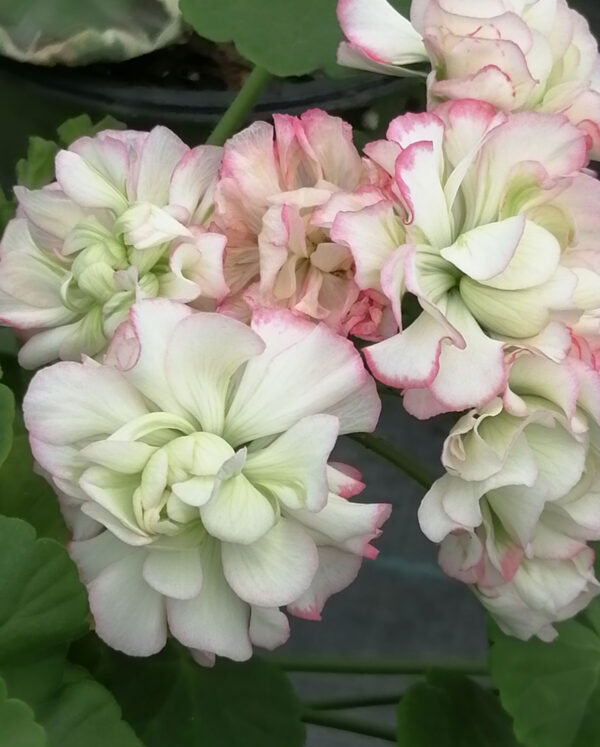 Pelargonium Appleblossom Rosebud
