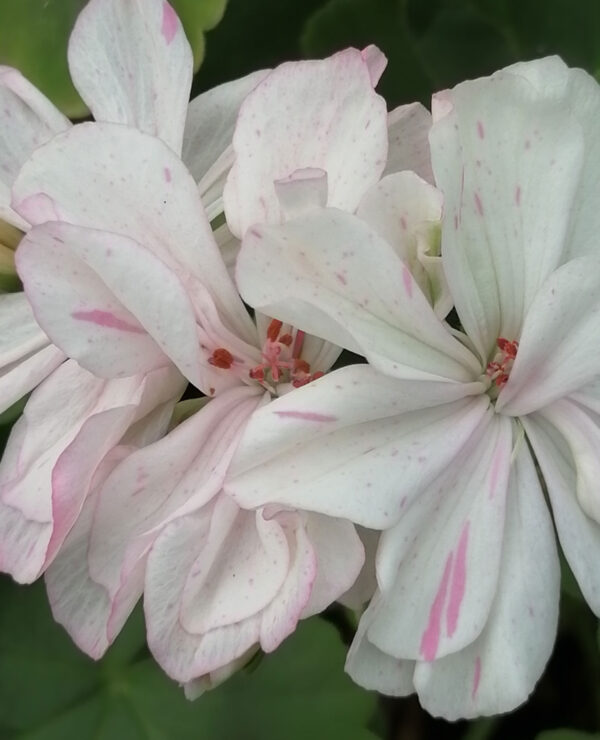 Pelargonium Odensjio Felicia
