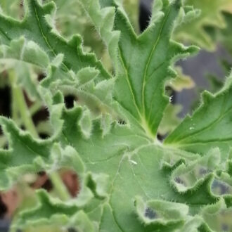 Pelargonium atrum