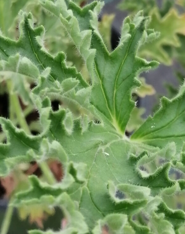 Pelargonium atrum