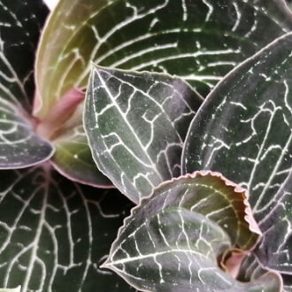Anoectochilus burmannicus Jewel orchid