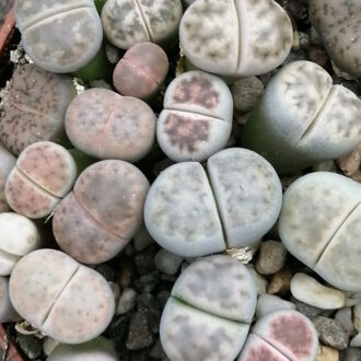 Lithops