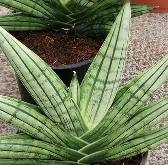 Sansevieria boncellensis