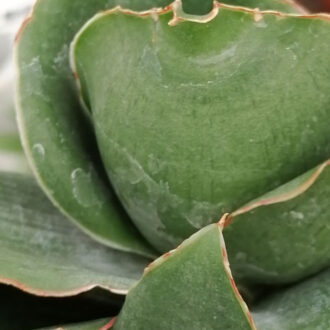 Sansevieria Star Rose