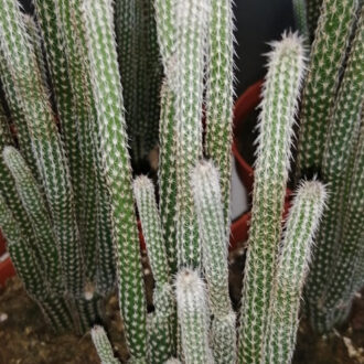 Wilcoxia poselgeri