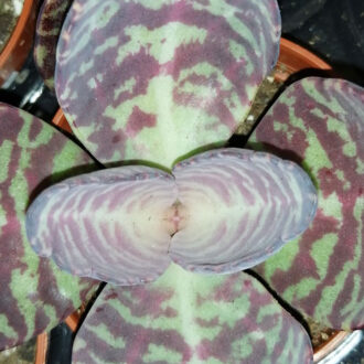 Kalanchoe Zebra