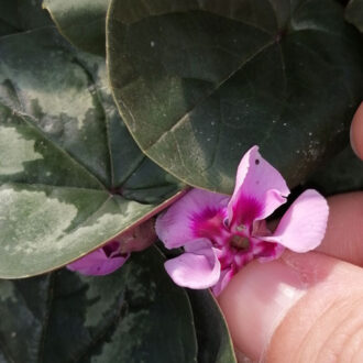 Cyclamen coum