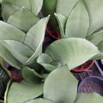 Sansevieria trifasciata Moonshine