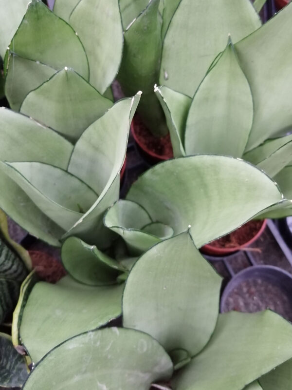 Sansevieria trifasciata Moonshine