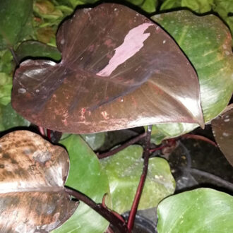 Philodendron Royal Queen Variegated PIANTA GIOVANE