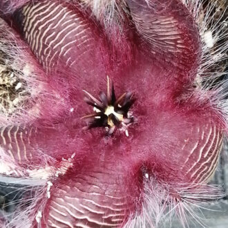 Stapelia hirsuta var. comata
