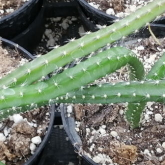Selenicereus grandiflorus Queen of Night