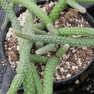 Chamaecereus luisramirezii