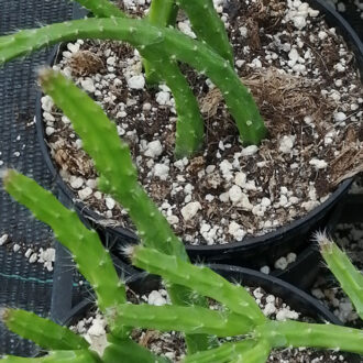 Aporocactus Melanie