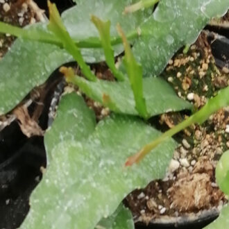 Rhipsalis Ramaloris