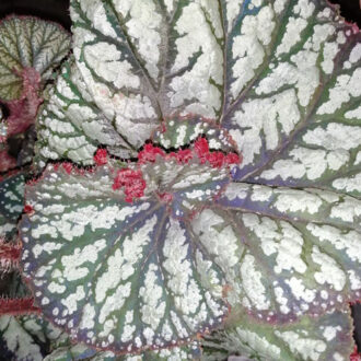 Begonia Spiralis