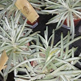 Senecio scaposus
