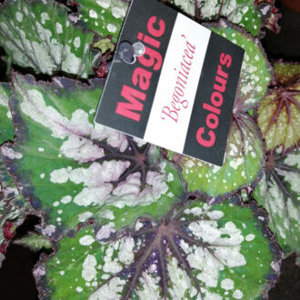 Begonia Bostella