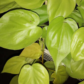 Philodendron hederaceum Lemon Lime