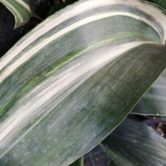 Aspidistra elatior Variegata