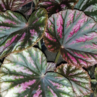 Begonia Candy Stripes