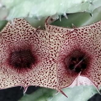 Caralluma repens