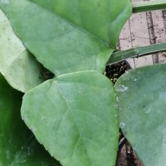 Cissus sycoides