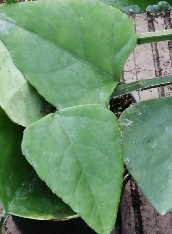 Cissus sycoides