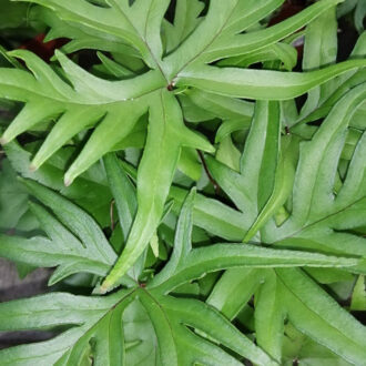 Doryopteris pedata