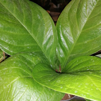 Anthurium jenmanii