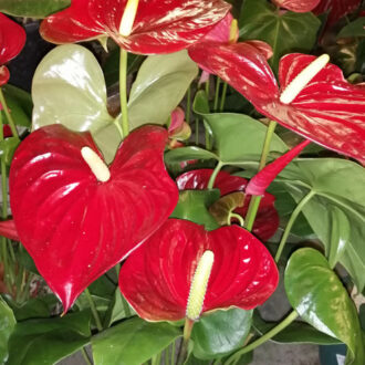 Anthurium andreanum a fiore rosso