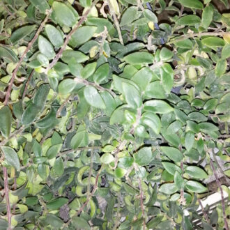 Aeschynanthus radicans