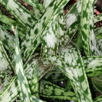 Aloe Jurassic Spider