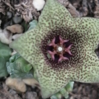 Caralluma hexagona