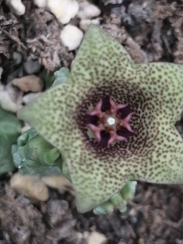 Caralluma hexagona