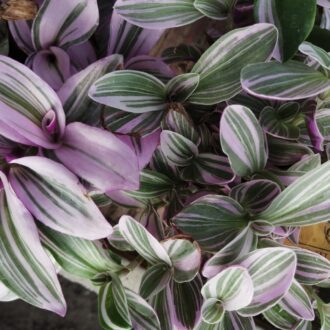 Tradescantia Sweetness