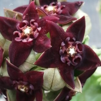 Caralluma shadhbana
