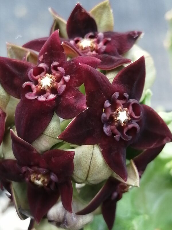 Caralluma shadhbana