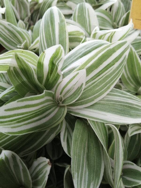 Tradescantia Tenderness
