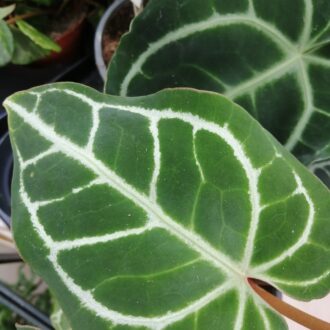 Anthurium crystallinum