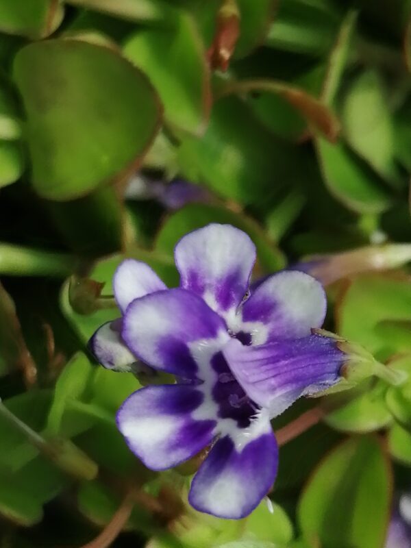 Lindernia grandiflora